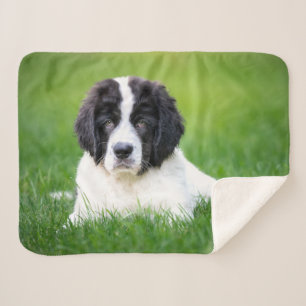 Cutest Baby Animals   Newfoundland Puppy Sherpa Blanket