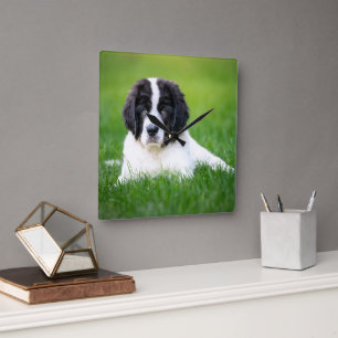 Cutest Baby Animals   Newfoundland Puppy Square Wall Clock