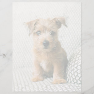 Cutest Baby Animals Norfolk Terrier Puppy