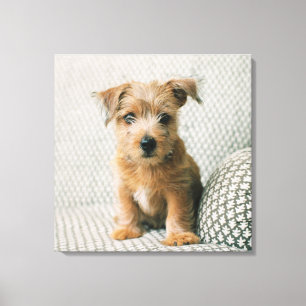 Cutest Baby Animals   Norfolk Terrier Puppy Canvas Print
