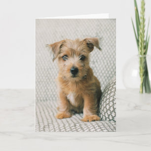 Cutest Baby Animals   Norfolk Terrier Puppy Card
