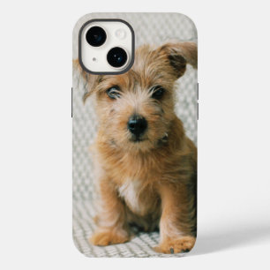 Cutest Baby Animals   Norfolk Terrier Puppy Case-Mate iPhone 14 Case