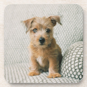 Cutest Baby Animals Norfolk Terrier Puppy Coaster