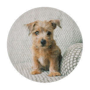 Cutest Baby Animals Norfolk Terrier Puppy Cutting Board