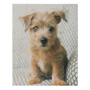 Cutest Baby Animals   Norfolk Terrier Puppy Faux Canvas Print