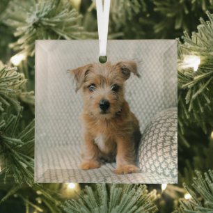 Cutest Baby Animals   Norfolk Terrier Puppy Glass Tree Decoration