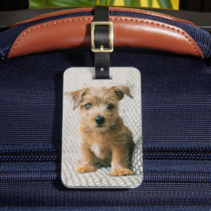 Cutest Baby Animals   Norfolk Terrier Puppy Luggage Tag
