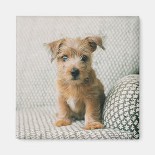 Cutest Baby Animals Norfolk Terrier Puppy Magnet