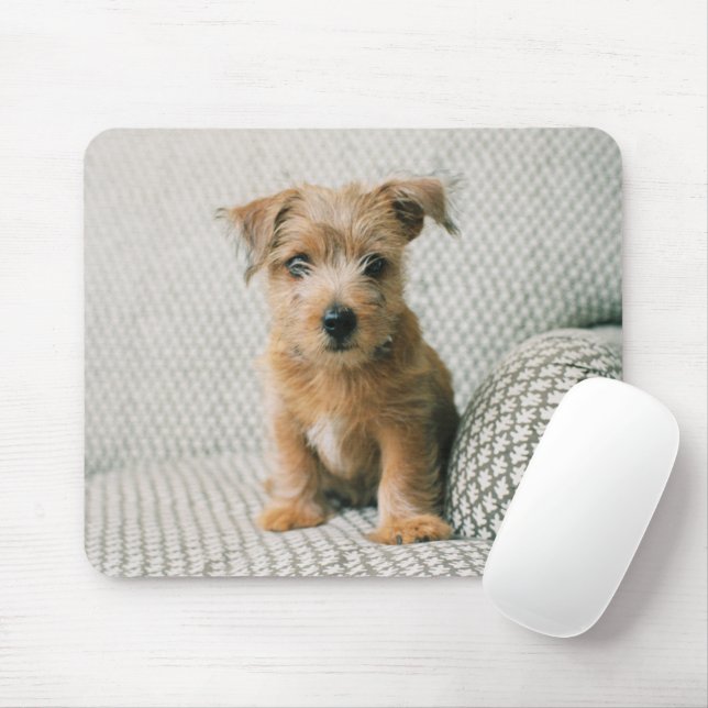 Cutest Baby Animals | Norfolk Terrier Puppy Mouse Mat (With Mouse)