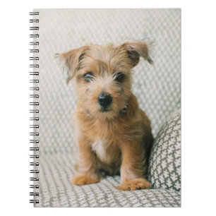 Cutest Baby Animals   Norfolk Terrier Puppy Notebook