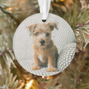 Cutest Baby Animals   Norfolk Terrier Puppy Ornament