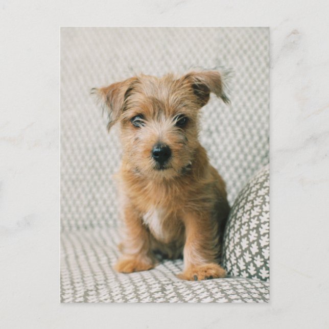 Cutest Baby Animals | Norfolk Terrier Puppy Postcard (Front)