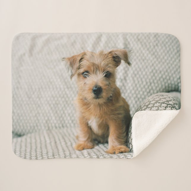 Cutest Baby Animals | Norfolk Terrier Puppy Sherpa Blanket (Front (Horizontal))