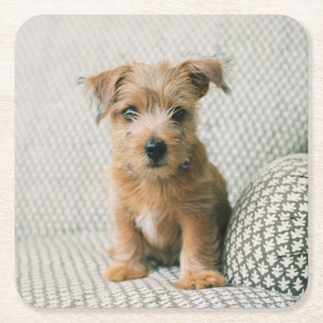 Cutest Baby Animals | Norfolk Terrier Puppy Square Paper Coaster (Front)