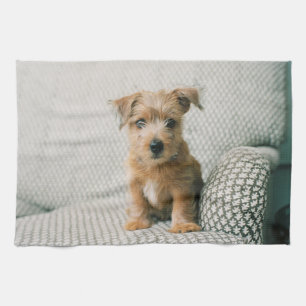 Cutest Baby Animals   Norfolk Terrier Puppy Tea Towel