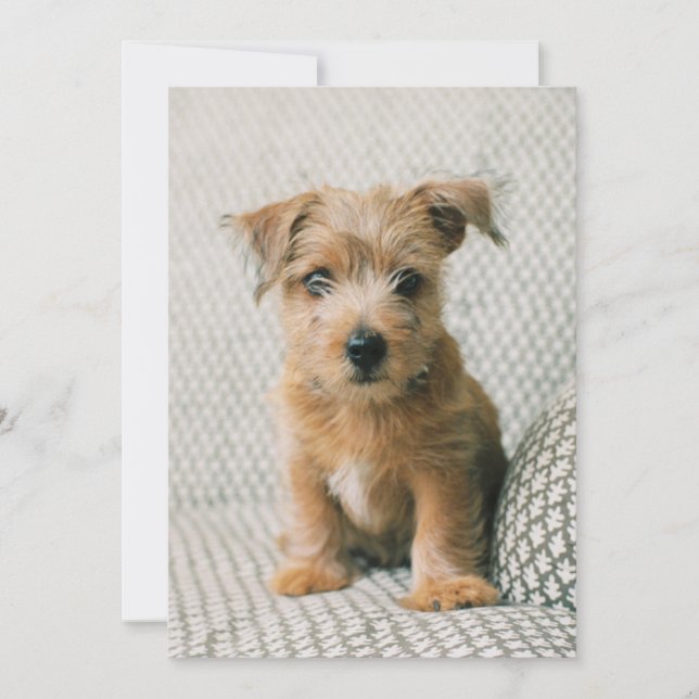 Cutest Baby Animals | Norfolk Terrier Puppy Thank You Card (Front)