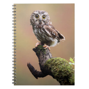 Cutest Baby Animals   Northern Saw Whet Owl Notebook