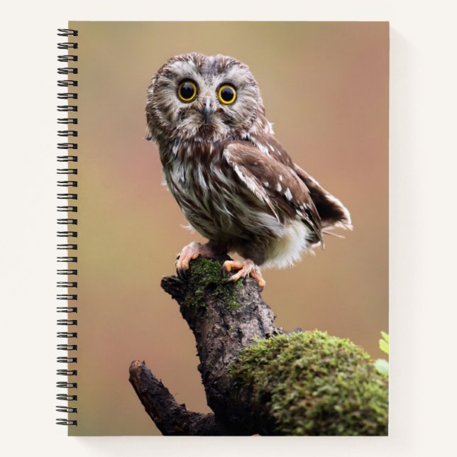 Cutest Baby Animals | Northern Saw Whet Owl Notebook (Front)
