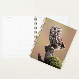 Cutest Baby Animals Northern Saw Whet Owl Planner
