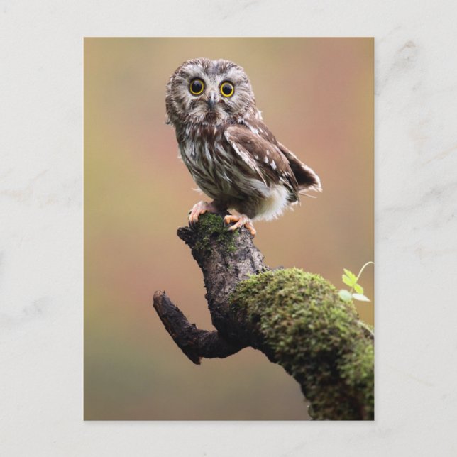 Cutest Baby Animals | Northern Saw Whet Owl Postcard (Front)