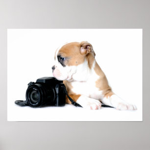 Cutest Baby Animals   Old Tyme British Bulldog Poster
