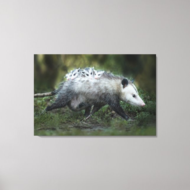 Cutest Baby Animals | Opossum Mom & Kids Canvas Print (Front)
