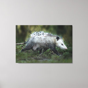 Cutest Baby Animals Opossum Mum & Kids Canvas Print