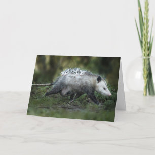 Cutest Baby Animals   Opossum Mum & Kids Card