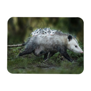 Cutest Baby Animals Opossum Mum & Kids Magnet