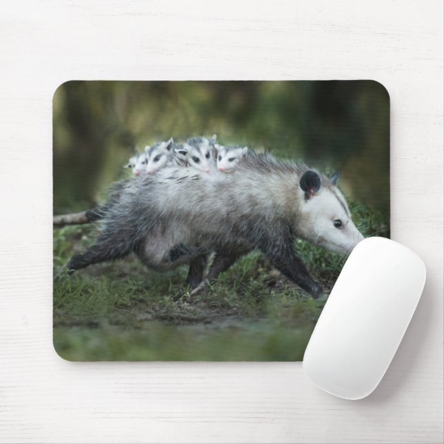 Cutest Baby Animals | Opossum Mum & Kids Mouse Mat (With Mouse)
