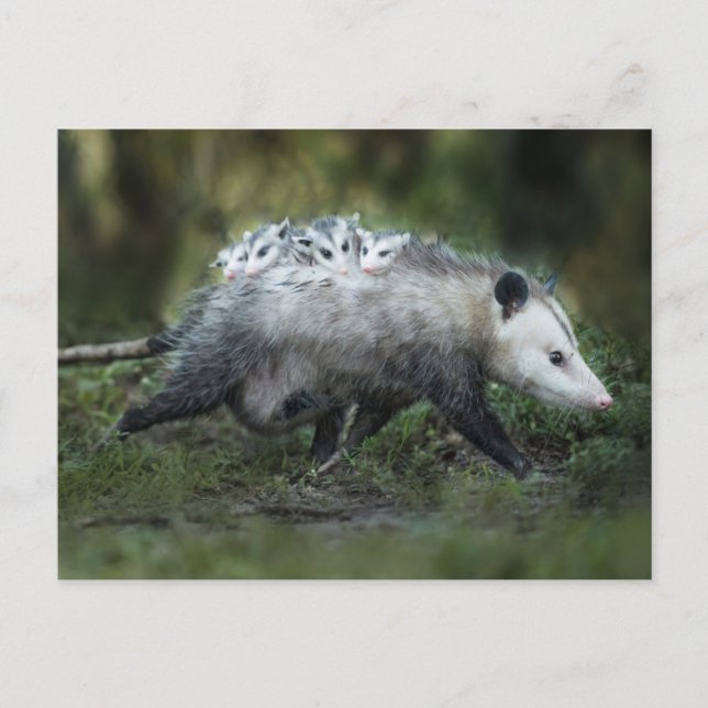 Cutest Baby Animals | Opossum Mum & Kids Postcard (Front)
