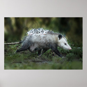 Cutest Baby Animals   Opossum Mum & Kids Poster
