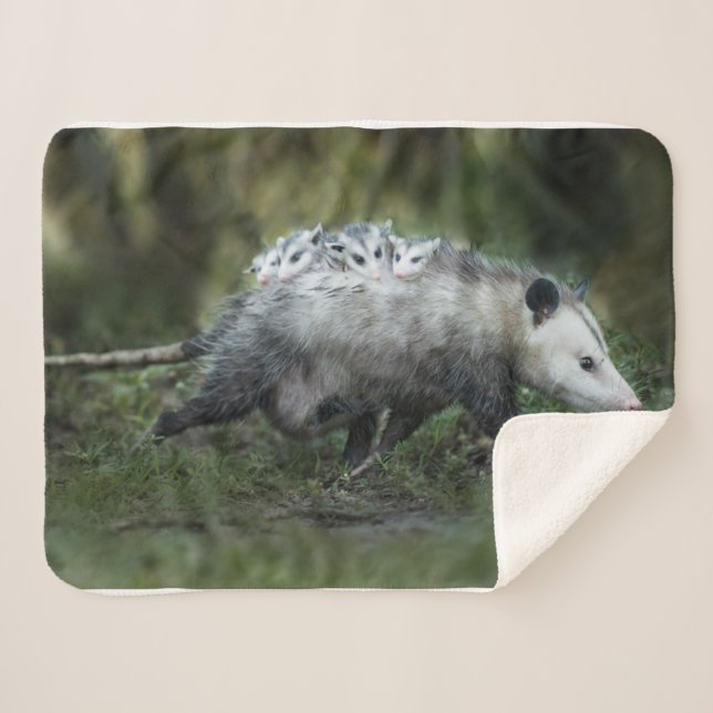 Cutest Baby Animals | Opossum Mum & Kids Sherpa Blanket (Front (Horizontal))