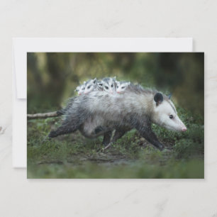 Cutest Baby Animals   Opossum Mum & Kids Thank You Card
