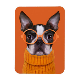 Cutest Baby Animals Orange Boston Terrier Magnet