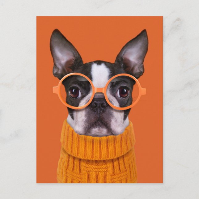 Cutest Baby Animals | Orange Boston Terrier Postcard (Front)