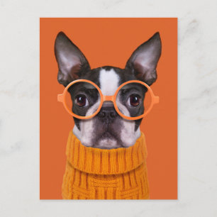 Cutest Baby Animals   Orange Boston Terrier Postcard