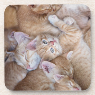Cutest Baby Animals Orange Kitten Pile Coaster
