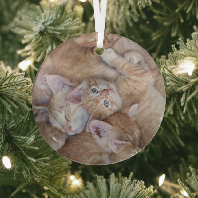 Cutest Baby Animals | Orange Kitten Pile Glass Tree Decoration (Insitu)