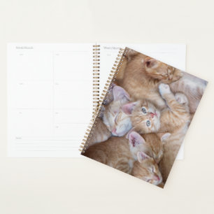 Cutest Baby Animals   Orange Kitten Pile Planner
