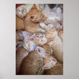 Cutest Baby Animals   Orange Kitten Pile Poster