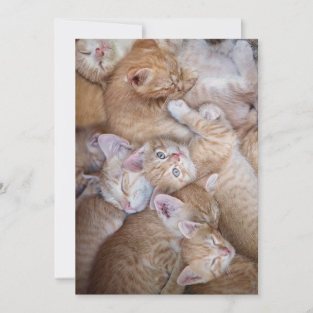 Cutest Baby Animals | Orange Kitten Pile Thank You Card (Front)