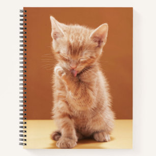 Cutest Baby Animals   Orange Tabby Kitten Notebook