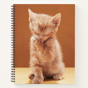 Cutest Baby Animals   Orange Tabby Kitten Notebook
