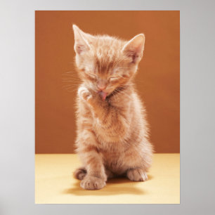 Cutest Baby Animals Orange Tabby Kitten Poster