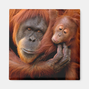 Cutest Baby Animals Orangutan Mom & Baby Magnet