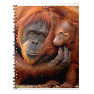 Cutest Baby Animals   Orangutan Mom & Baby Notebook