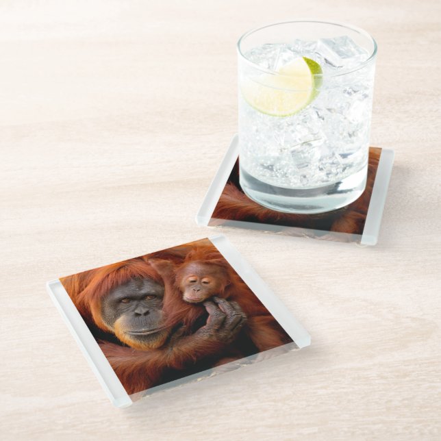 Cutest Baby Animals | Orangutan Mum & Baby Glass Coaster (Angled)