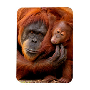 Cutest Baby Animals Orangutan Mum & Baby Magnet