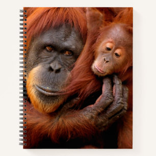 Cutest Baby Animals   Orangutan Mum & Baby Notebook